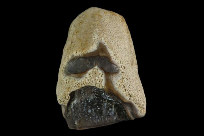 Ceratopsian Dinosaur Tooth - Judith River Formation #133450